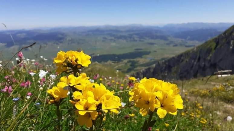 Rooms Apartment Durmitor Žabljak エクステリア 写真